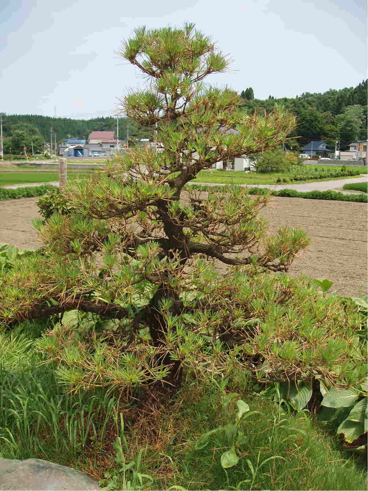 枯れ た 松 再生